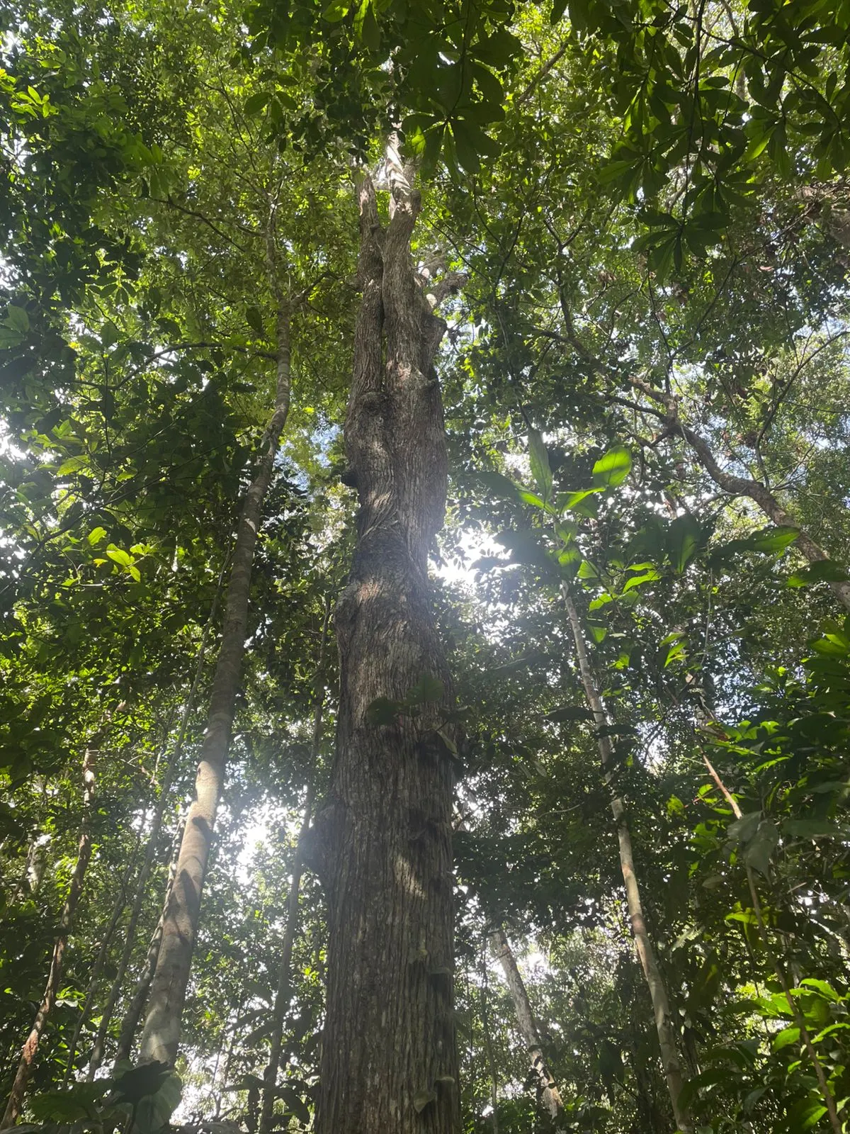 Terreno à venda de 44 ha em Iranduba, AM, Brasil