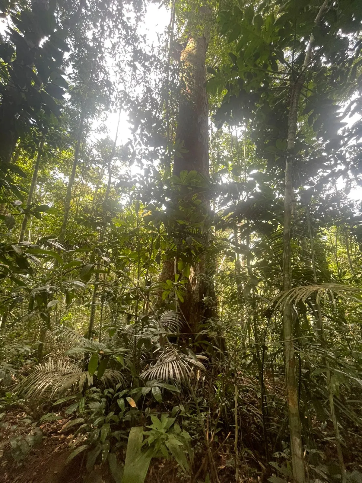 Terreno à venda de 44 ha em Iranduba, AM, Brasil
