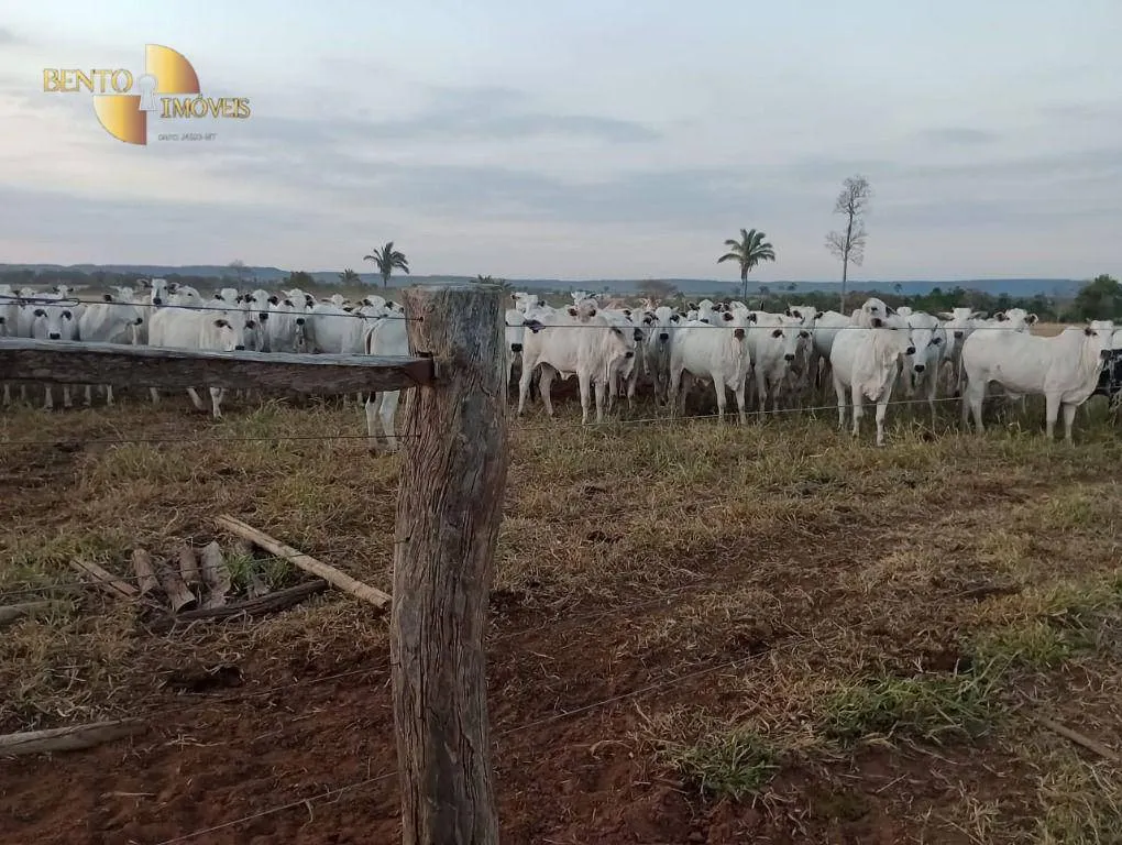 Fazenda à venda de 400 ha em Tangará da Serra, MT, Brasil