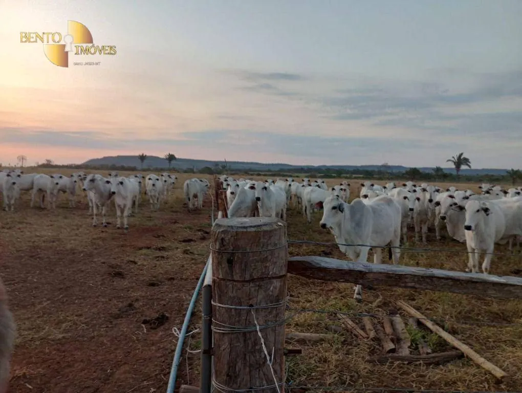 Fazenda à venda de 400 ha em Tangará da Serra, MT, Brasil