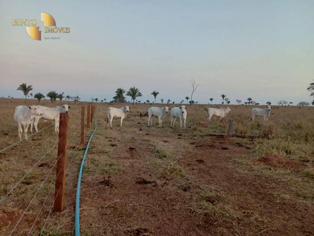 Fazenda à venda de 400 ha em Tangará da Serra, MT, Brasil