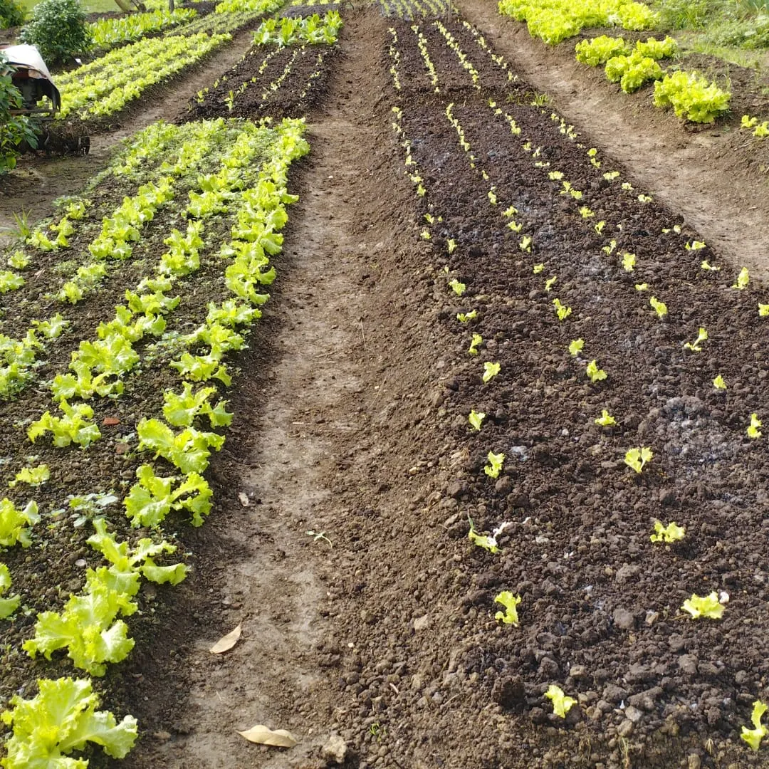 Sítio à venda de 39 ha em Juquiá, SP, Brasil