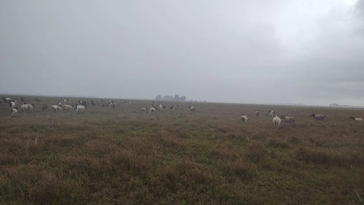 Fazenda à venda de 532 ha em Linhares, ES, Brasil