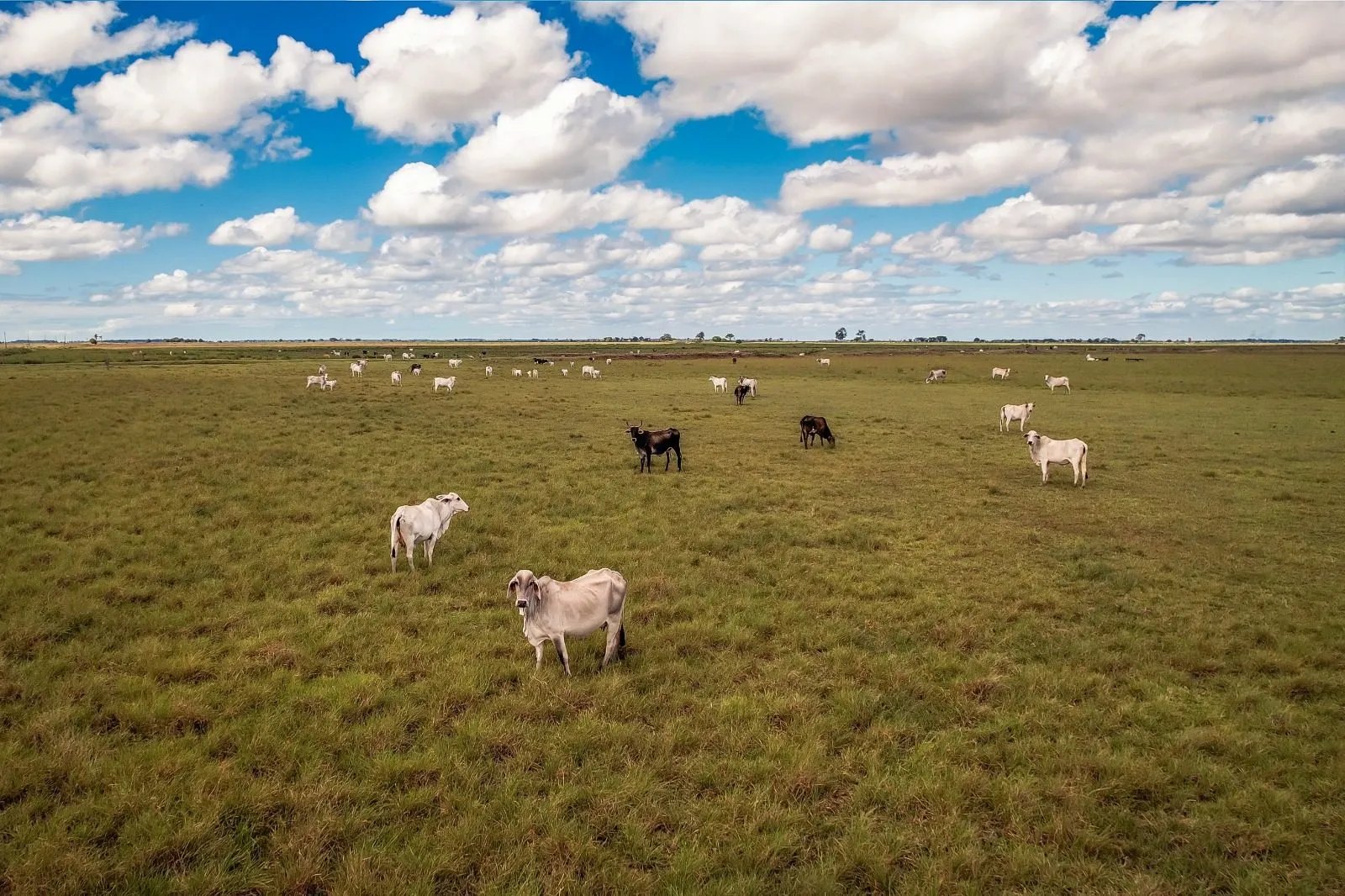 Fazenda à venda de 532 ha em Linhares, ES, Brasil