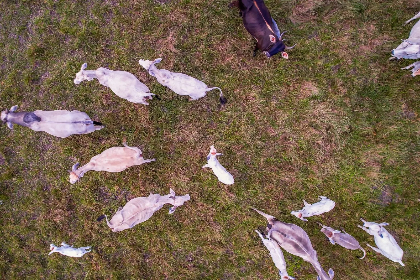 Fazenda à venda de 532 ha em Linhares, ES, Brasil