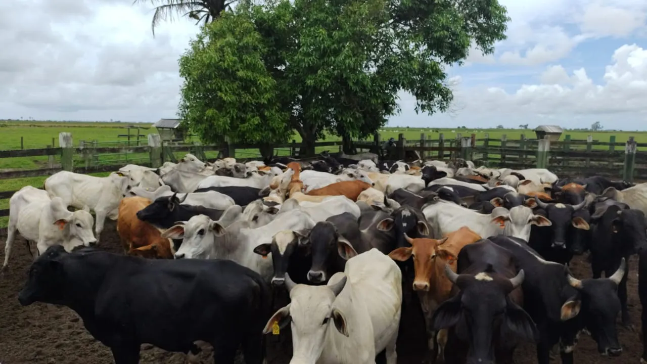 Fazenda à venda de 532 ha em Linhares, ES, Brasil