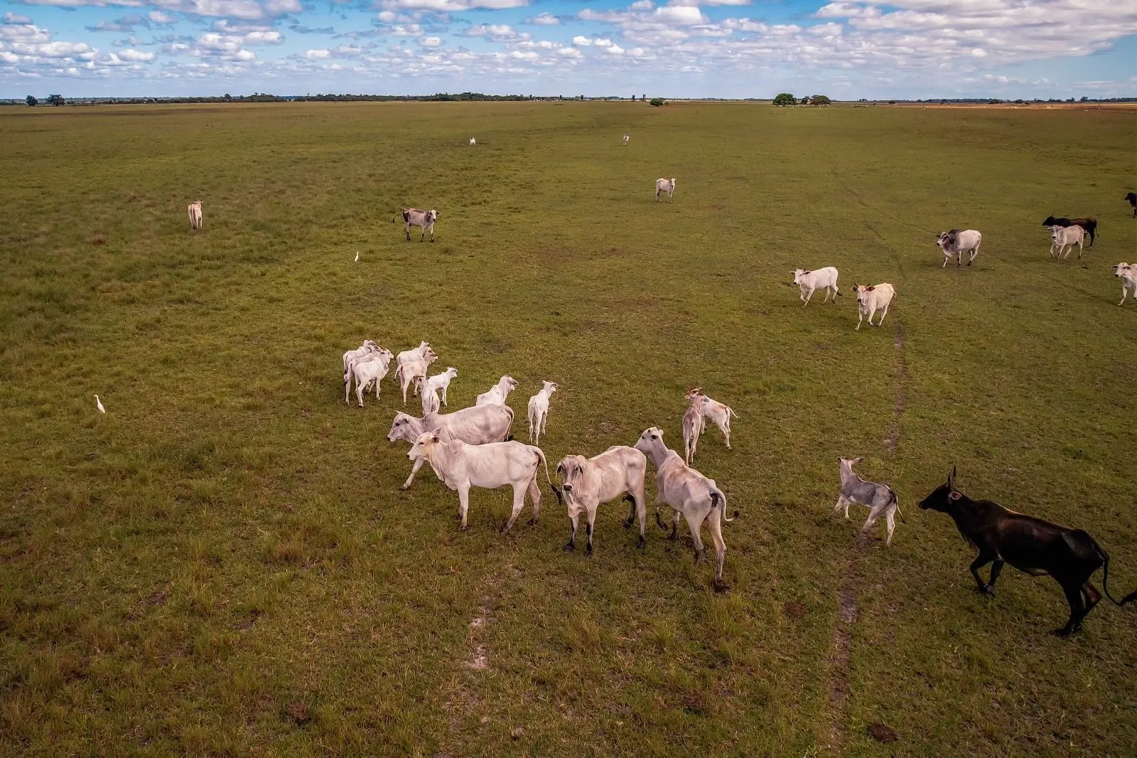 Fazenda à venda de 532 ha em Linhares, ES, Brasil