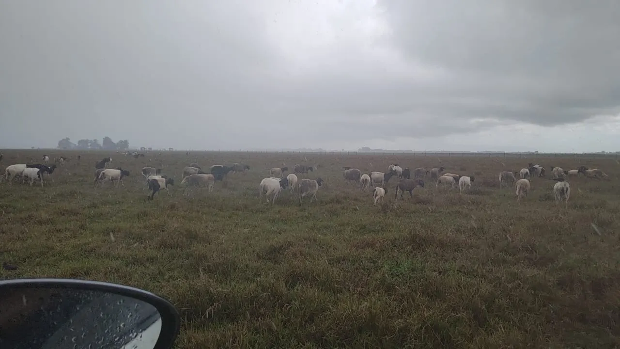 Fazenda à venda de 532 ha em Linhares, ES, Brasil