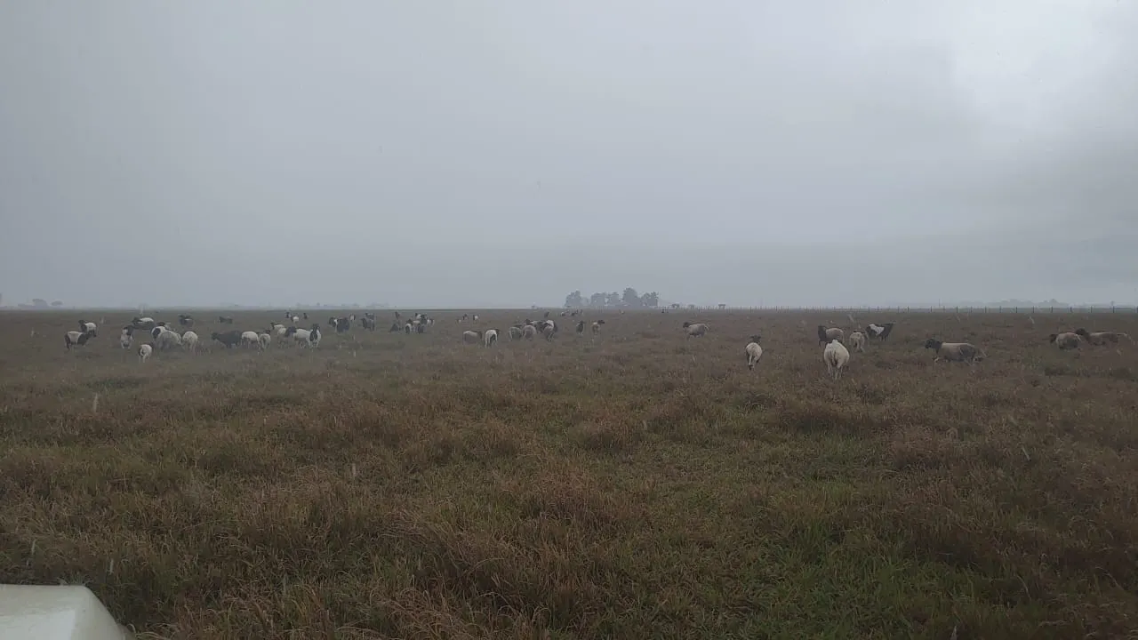 Fazenda à venda de 532 ha em Linhares, ES, Brasil
