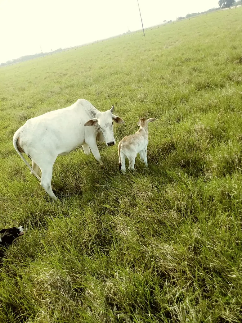 Fazenda à venda de 532 ha em Linhares, ES, Brasil