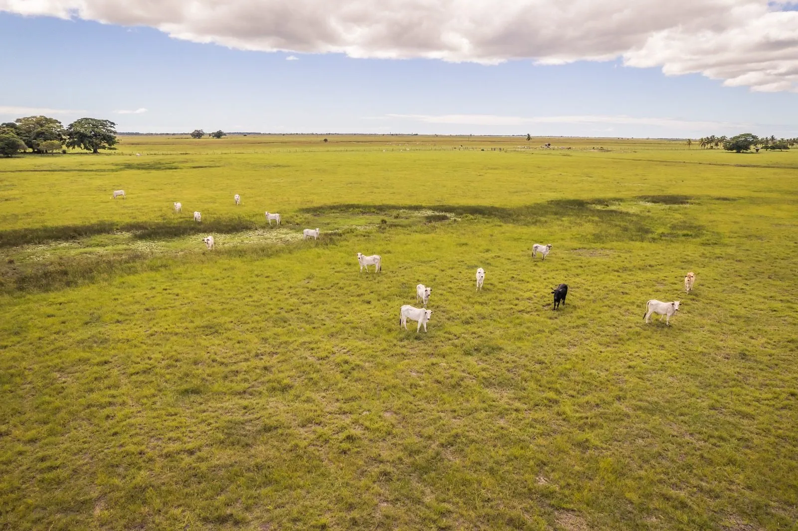Fazenda à venda de 532 ha em Linhares, ES, Brasil