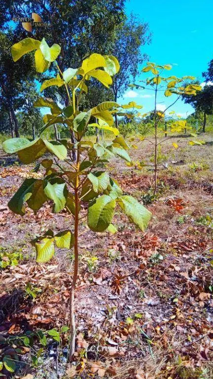 Chácara à venda de 2 ha em Cuiabá, MT, Brasil