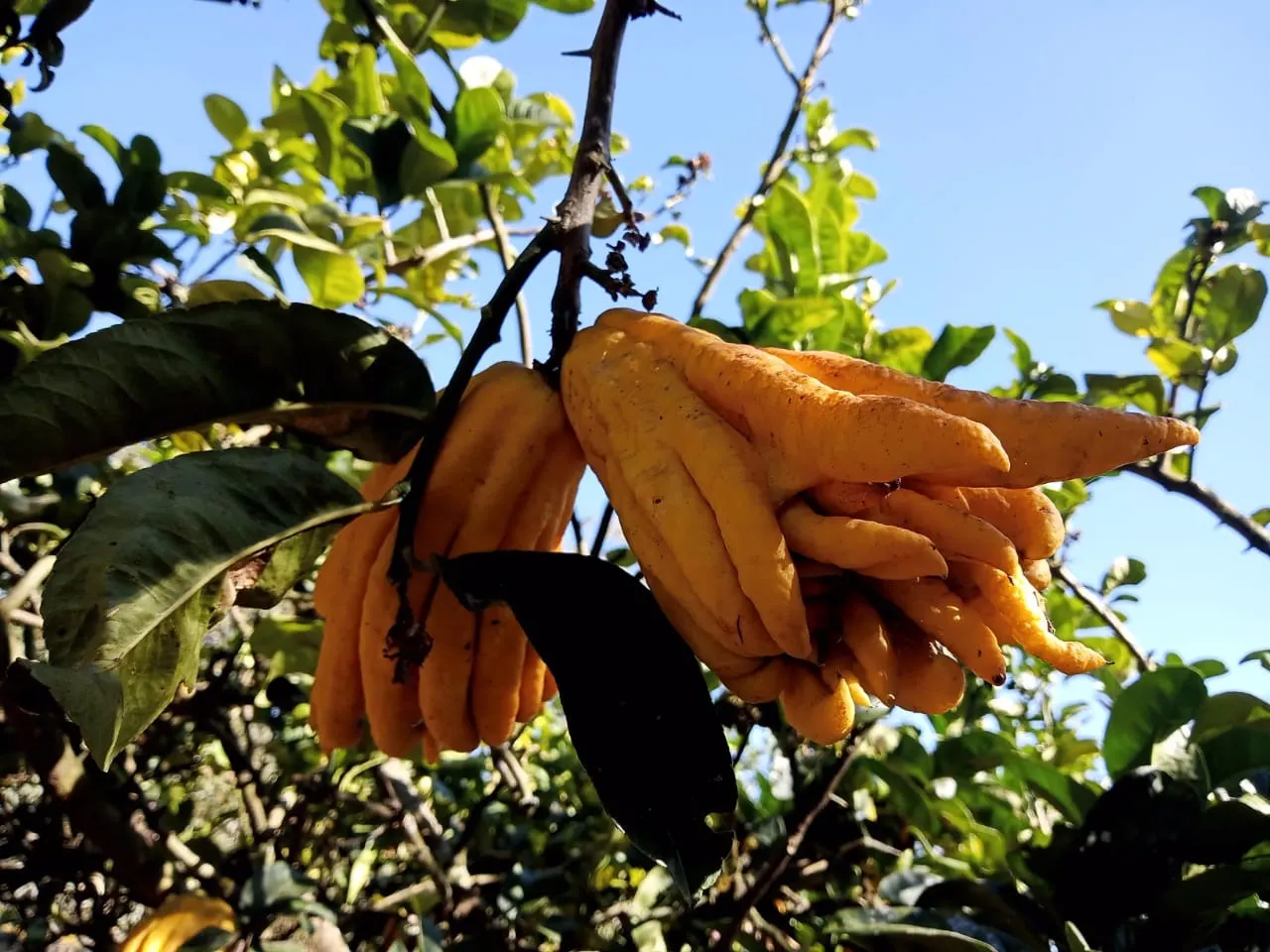 Chácara à venda de 2 ha em São José dos Campos, SP, Brasil
