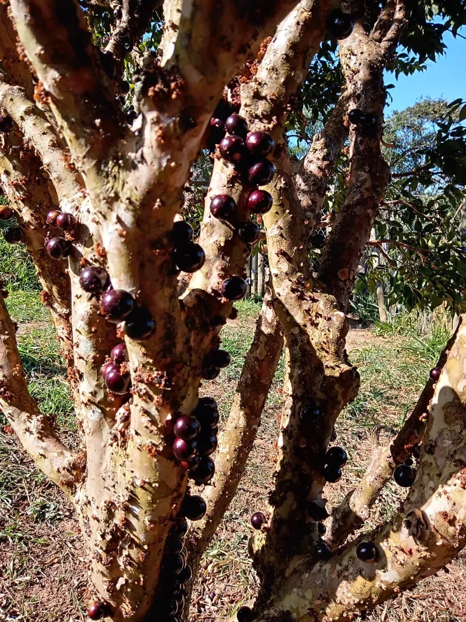 Chácara à venda de 2 ha em São José dos Campos, SP, Brasil