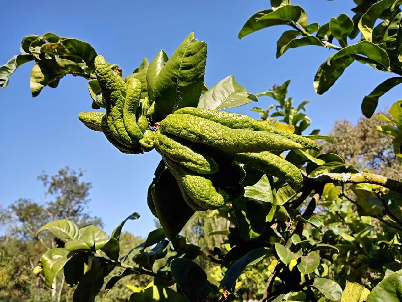 Chácara à venda de 2 ha em São José dos Campos, SP, Brasil