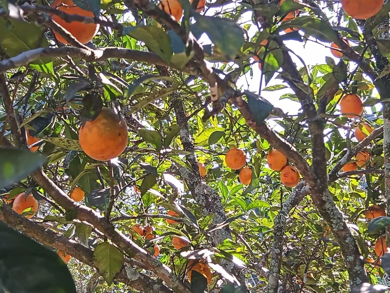 Chácara à venda de 2 ha em São José dos Campos, SP, Brasil