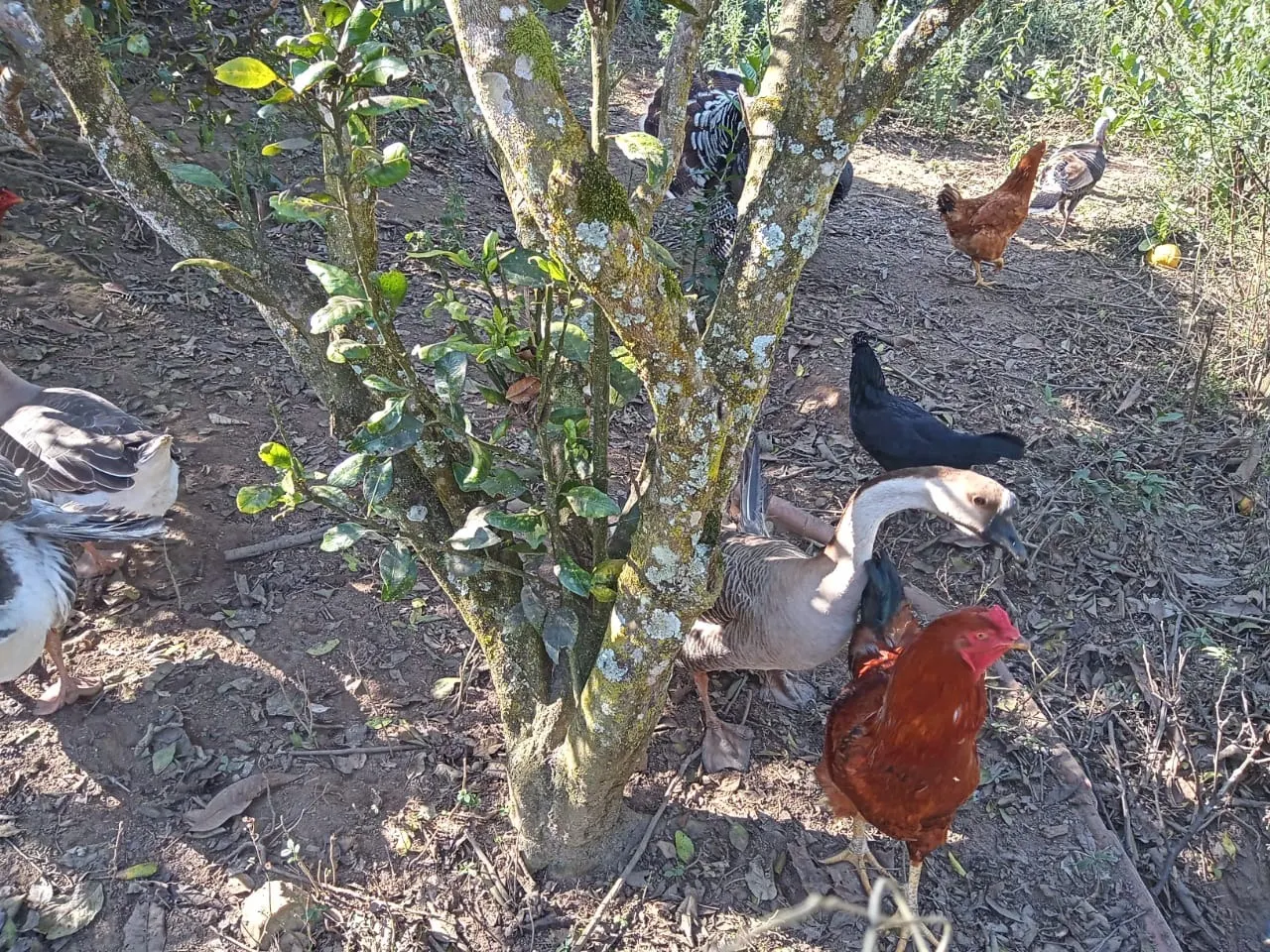 Chácara à venda de 2 ha em São José dos Campos, SP, Brasil
