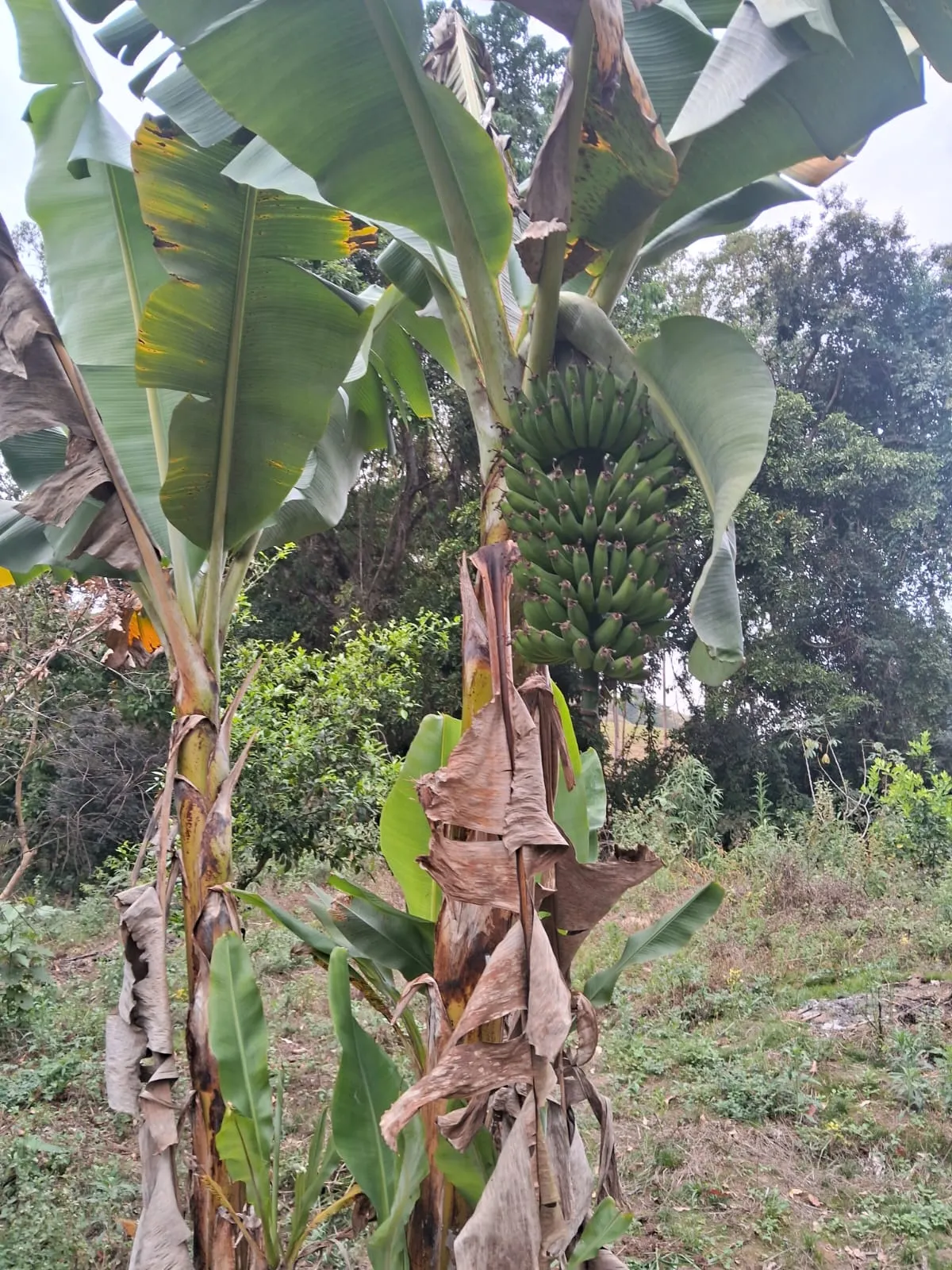 Chácara à venda de 2.500 m² em Mogi Guaçu, SP, Brasil