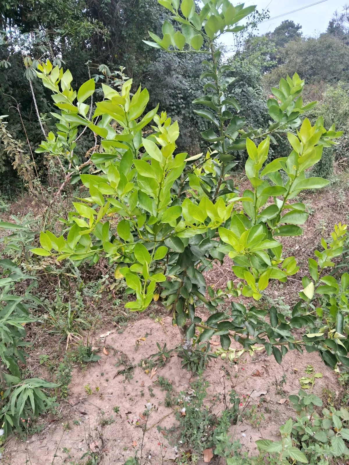 Chácara à venda de 2.500 m² em Mogi Guaçu, SP, Brasil