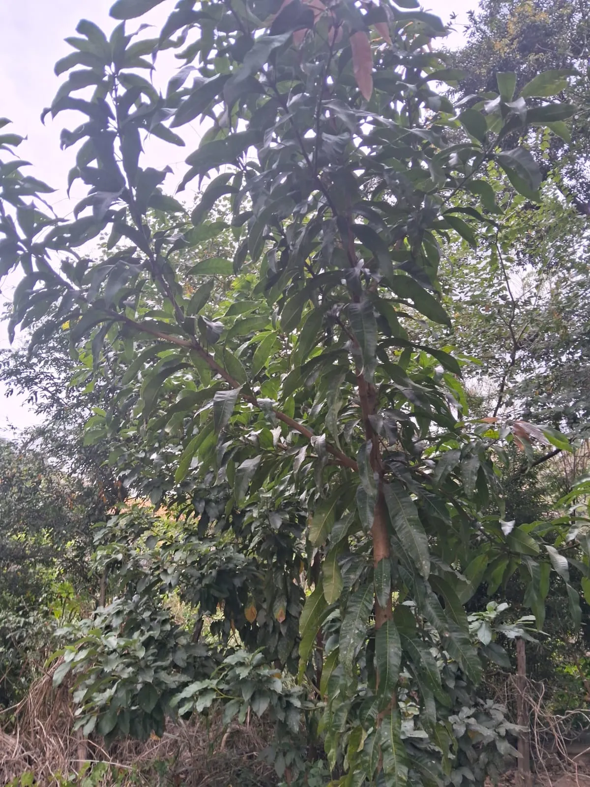 Chácara à venda de 2.500 m² em Mogi Guaçu, SP, Brasil