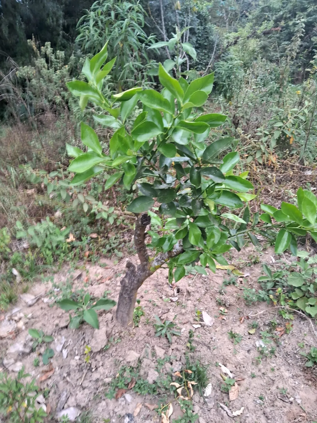 Chácara à venda de 2.500 m² em Mogi Guaçu, SP, Brasil