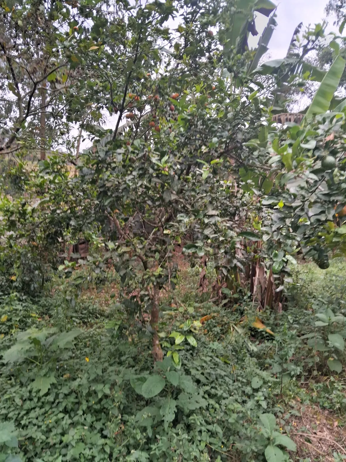 Chácara à venda de 2.500 m² em Mogi Guaçu, SP, Brasil