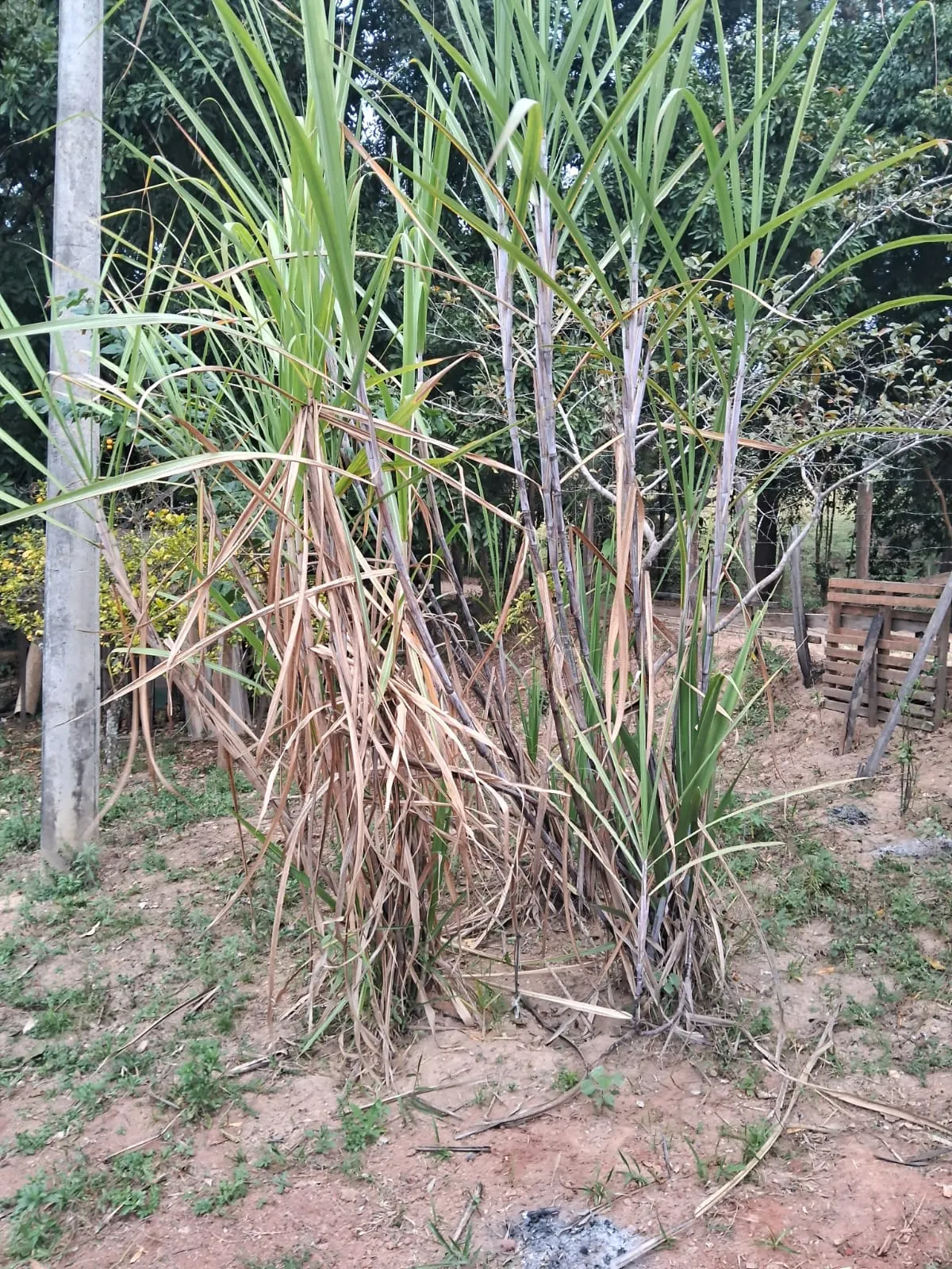 Chácara à venda de 2.500 m² em Mogi Guaçu, SP, Brasil