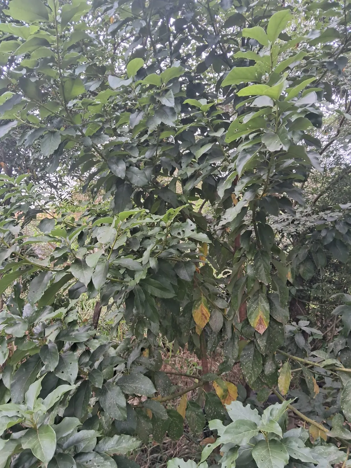 Chácara à venda de 2.500 m² em Mogi Guaçu, SP, Brasil
