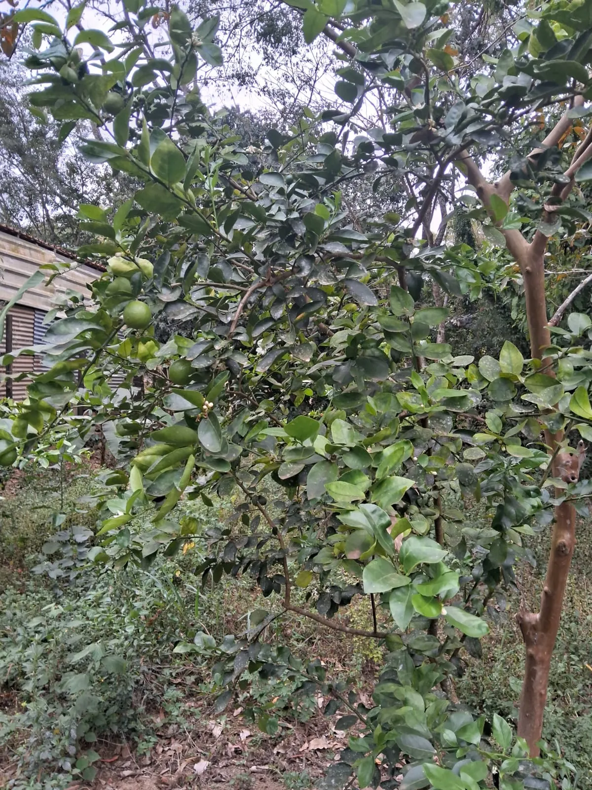 Chácara à venda de 2.500 m² em Mogi Guaçu, SP, Brasil