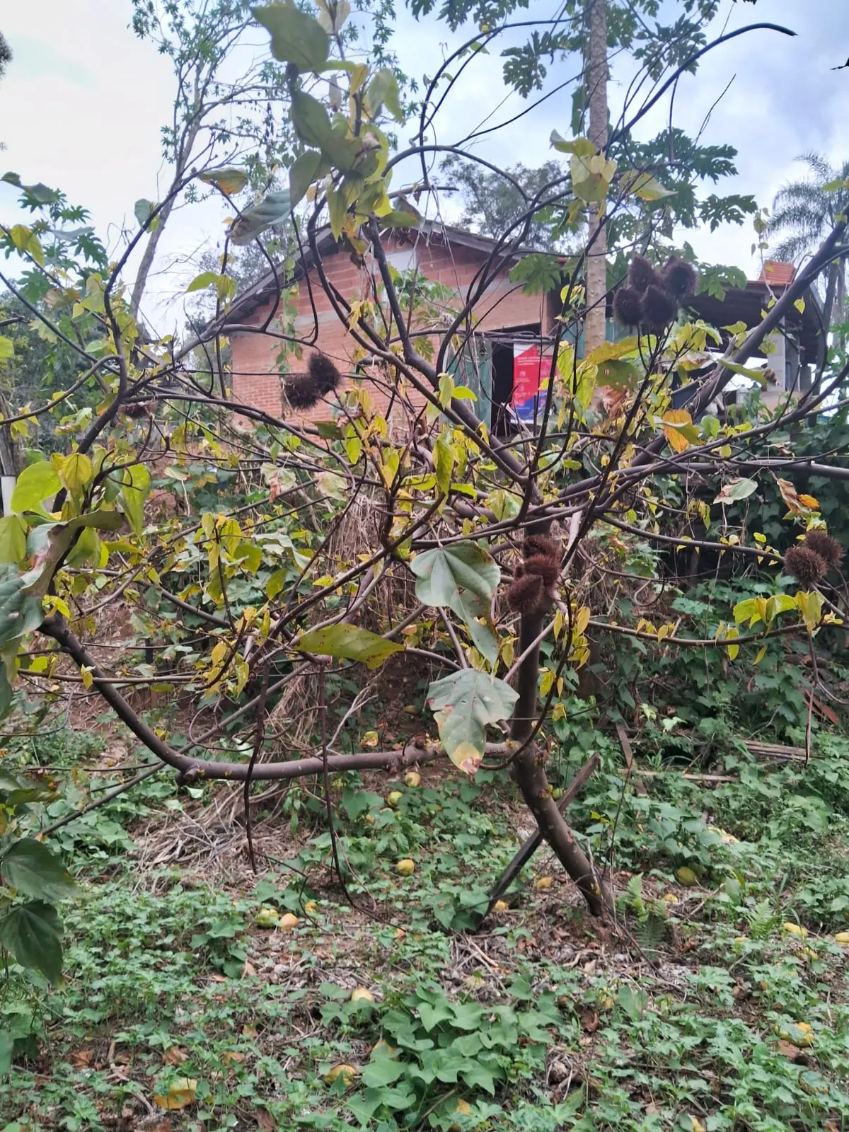 Chácara à venda de 2.500 m² em Mogi Guaçu, SP, Brasil