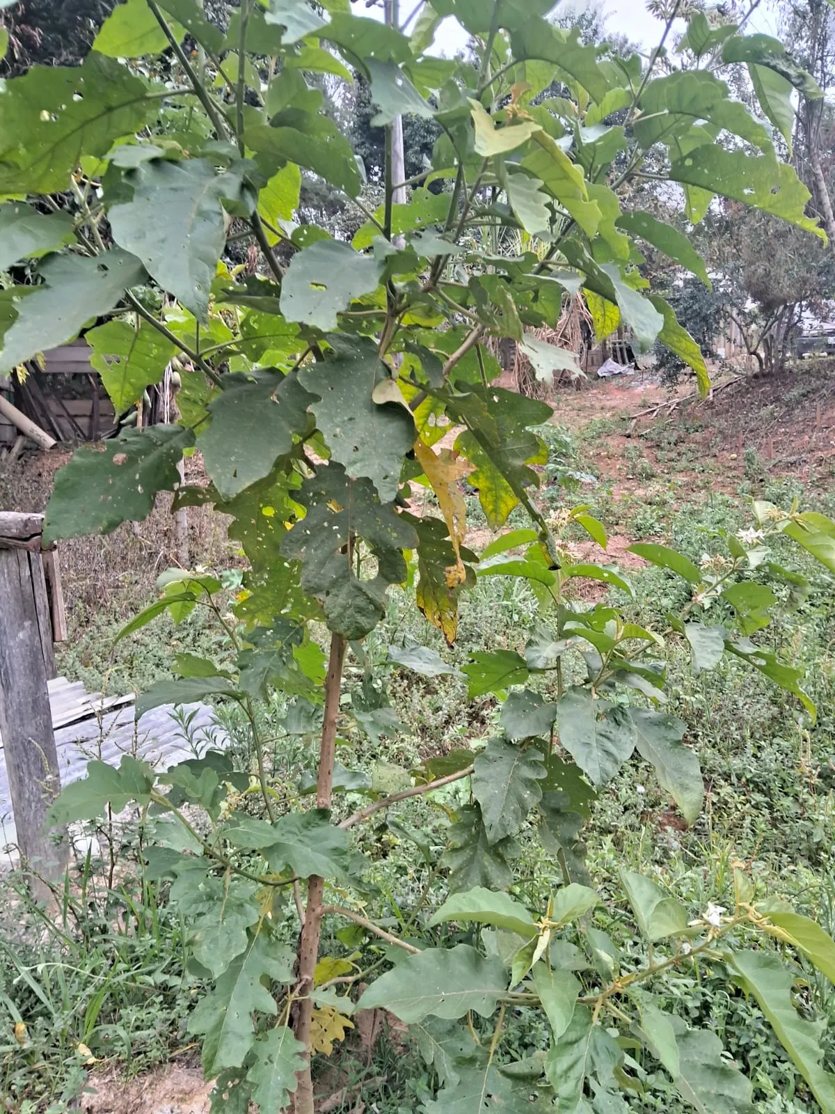 Chácara à venda de 2.500 m² em Mogi Guaçu, SP, Brasil