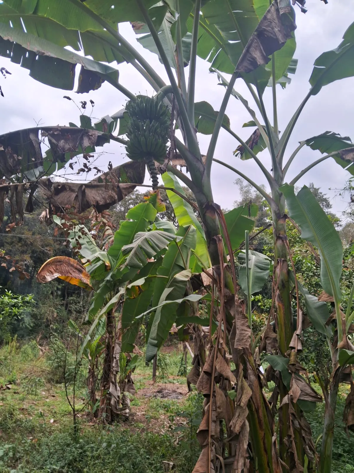 Chácara à venda de 2.500 m² em Mogi Guaçu, SP, Brasil