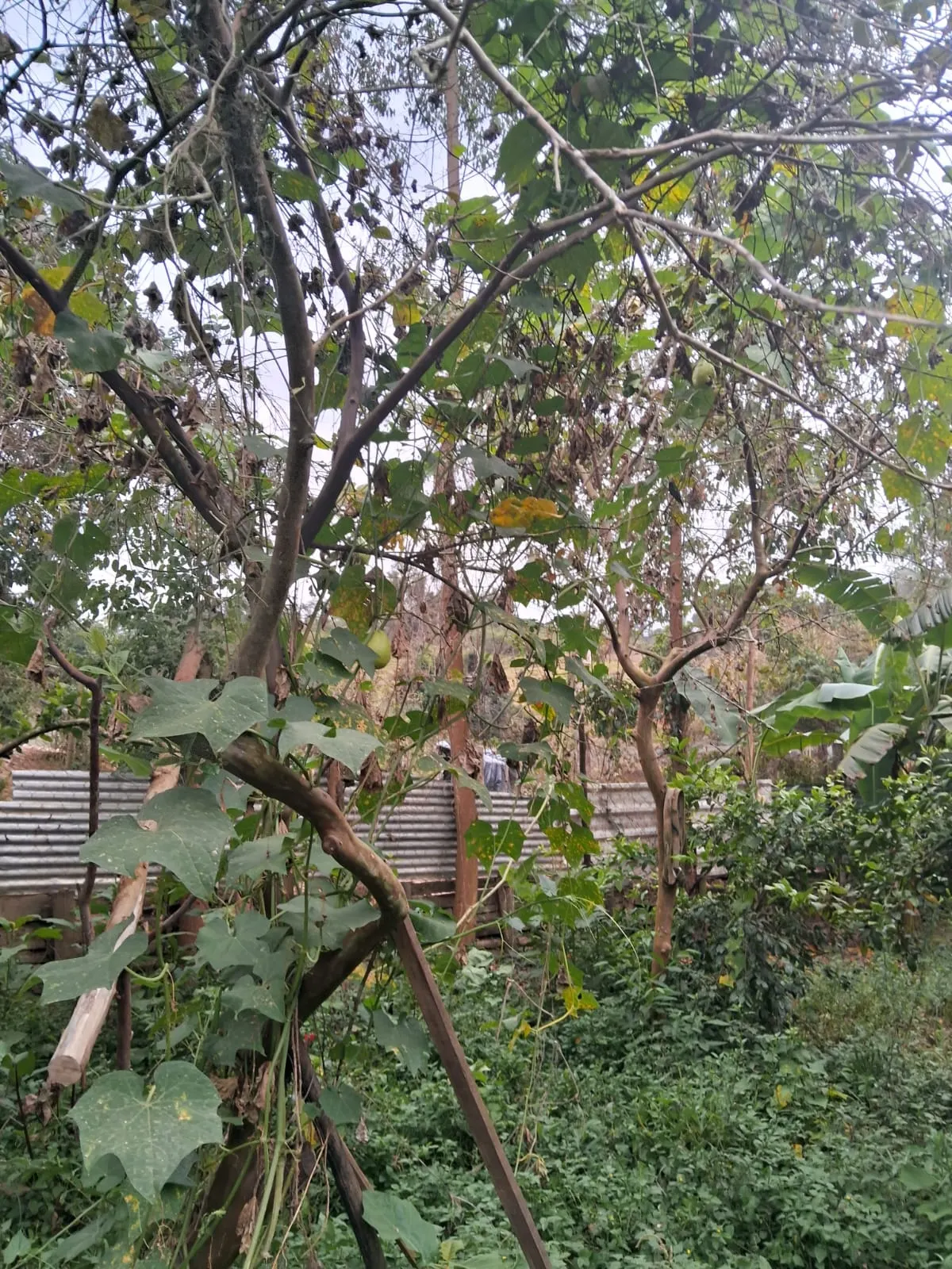 Chácara à venda de 2.500 m² em Mogi Guaçu, SP, Brasil