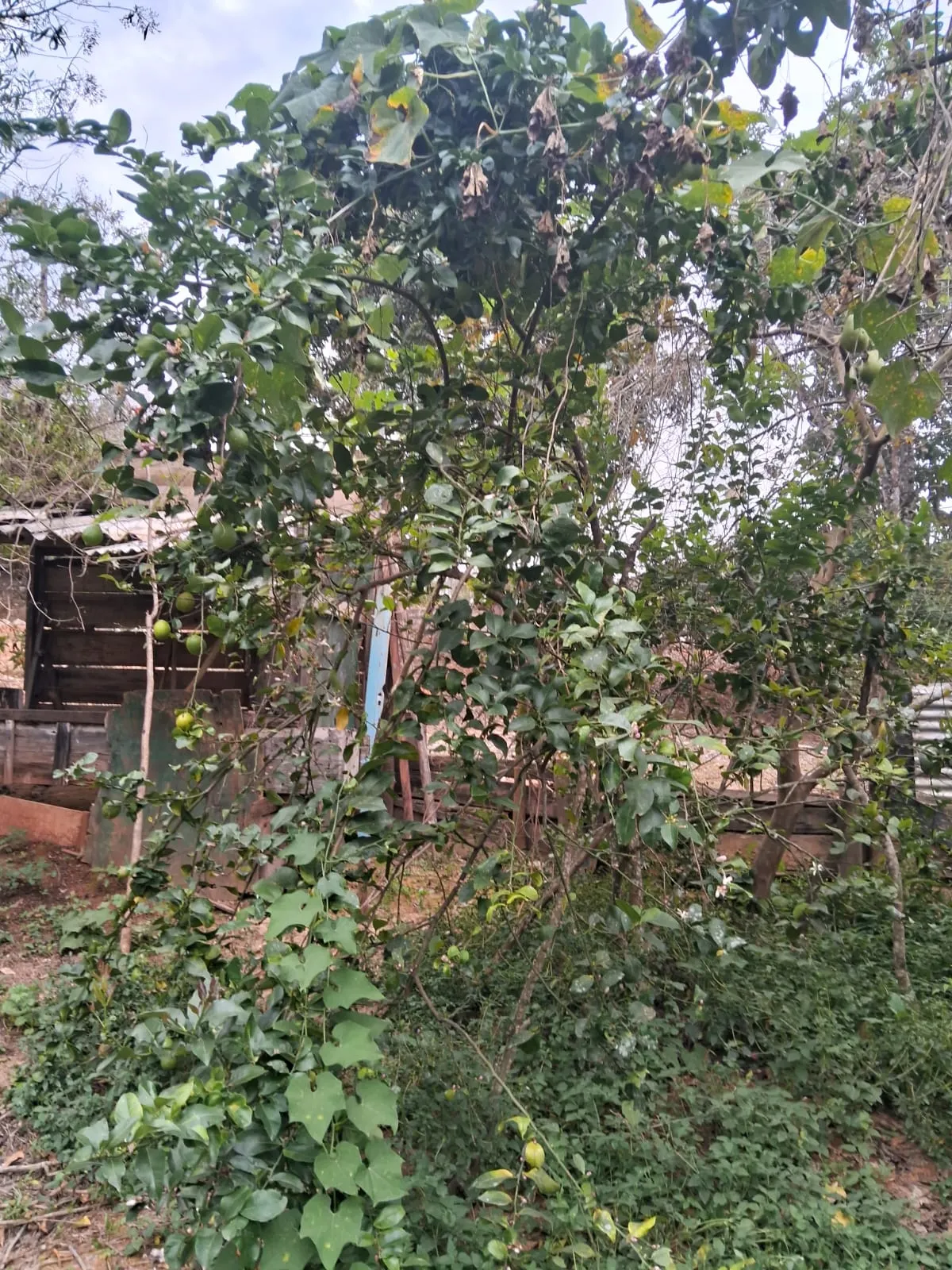 Chácara à venda de 2.500 m² em Mogi Guaçu, SP, Brasil