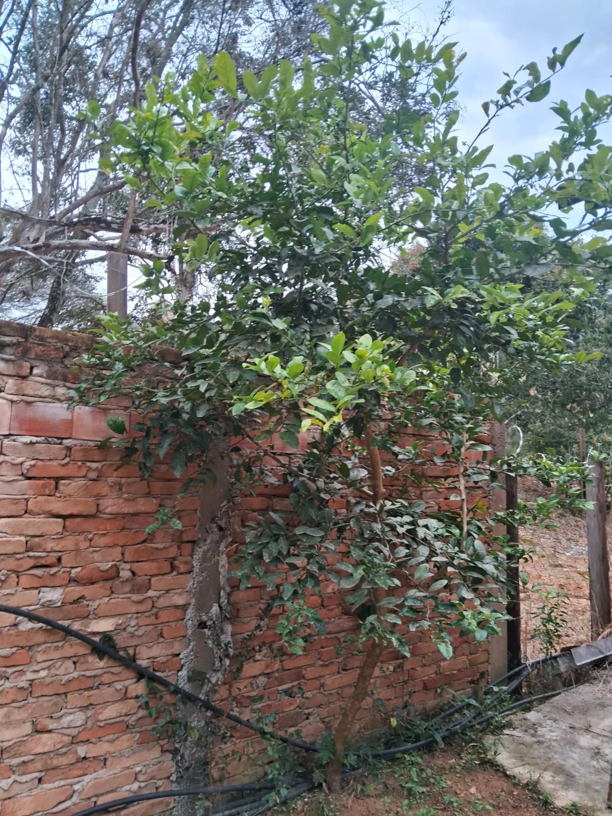 Chácara à venda de 2.500 m² em Mogi Guaçu, SP, Brasil
