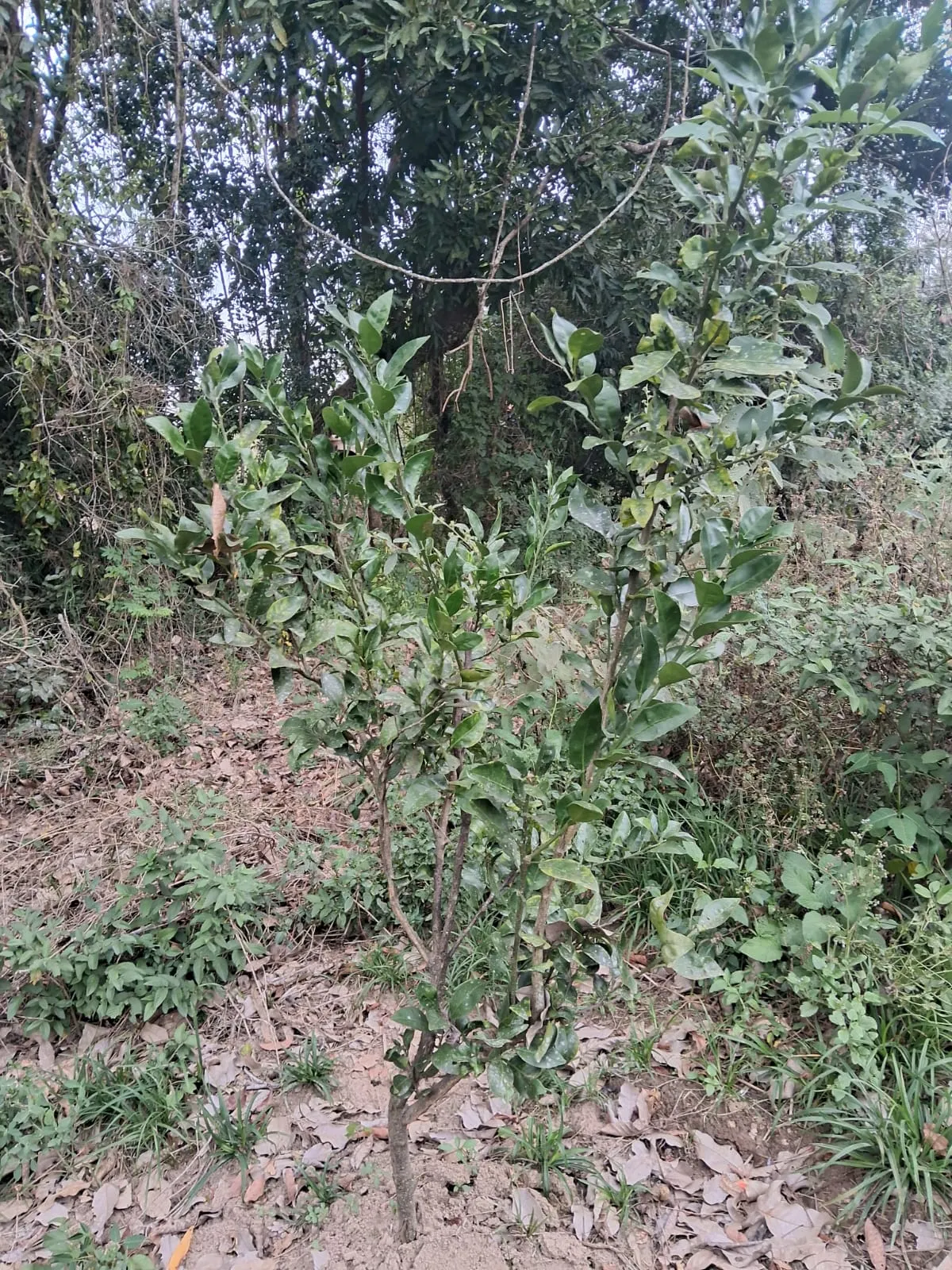 Chácara à venda de 2.500 m² em Mogi Guaçu, SP, Brasil