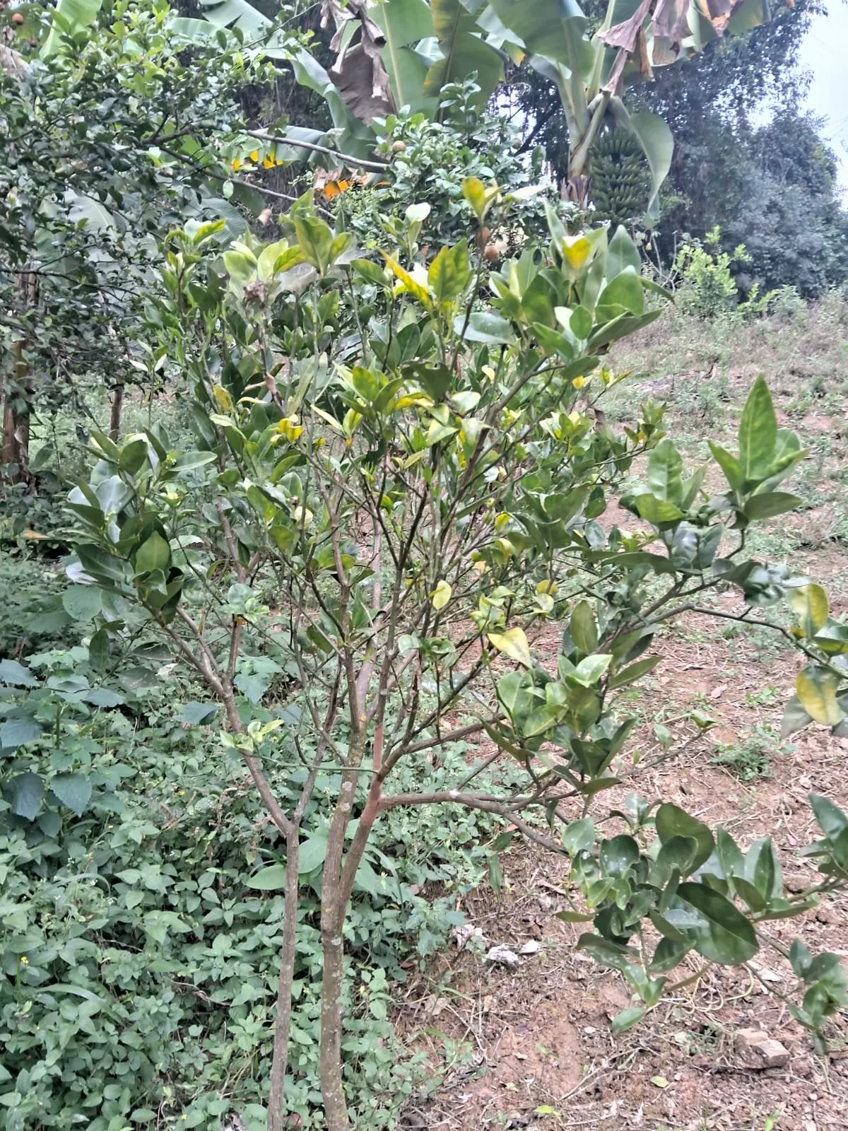 Chácara à venda de 2.500 m² em Mogi Guaçu, SP, Brasil