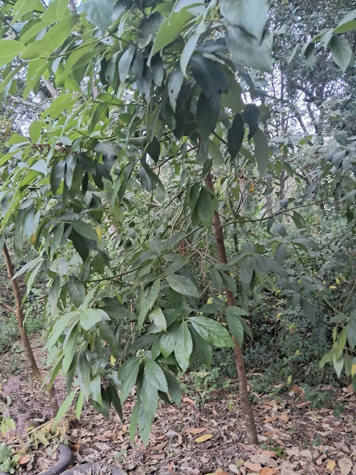 Chácara à venda de 2.500 m² em Mogi Guaçu, SP, Brasil