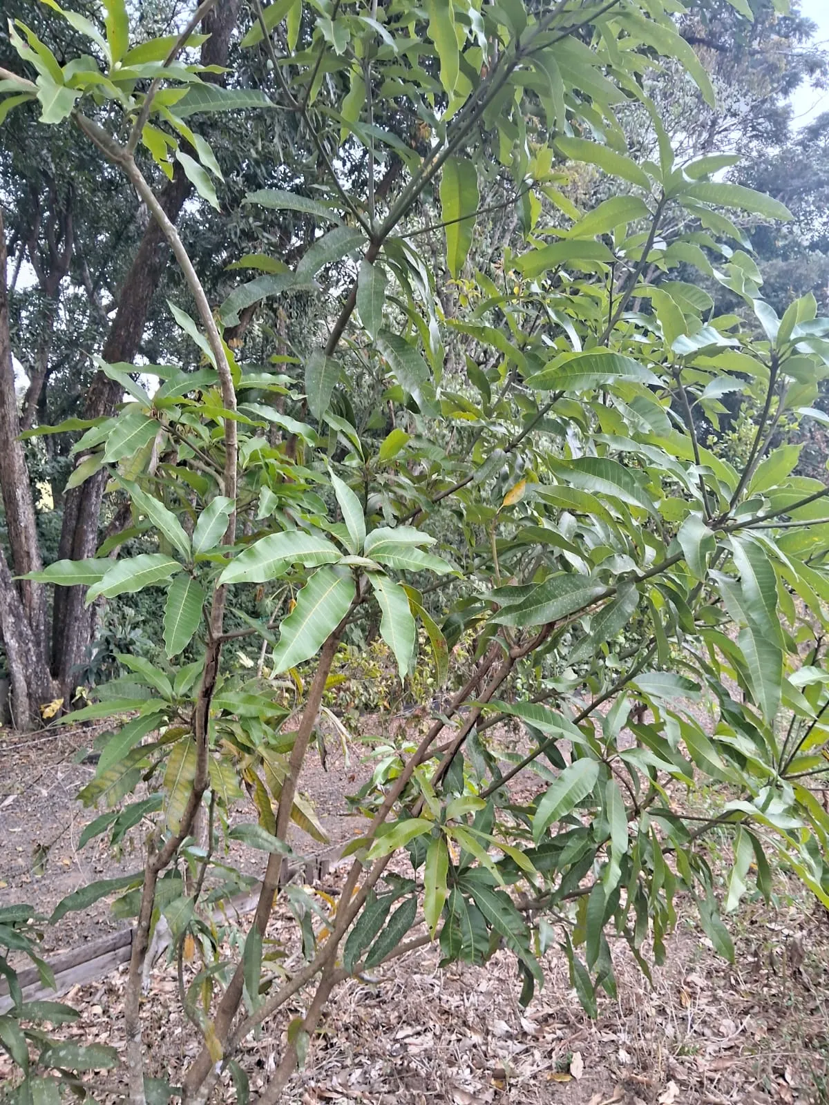 Chácara à venda de 2.500 m² em Mogi Guaçu, SP, Brasil