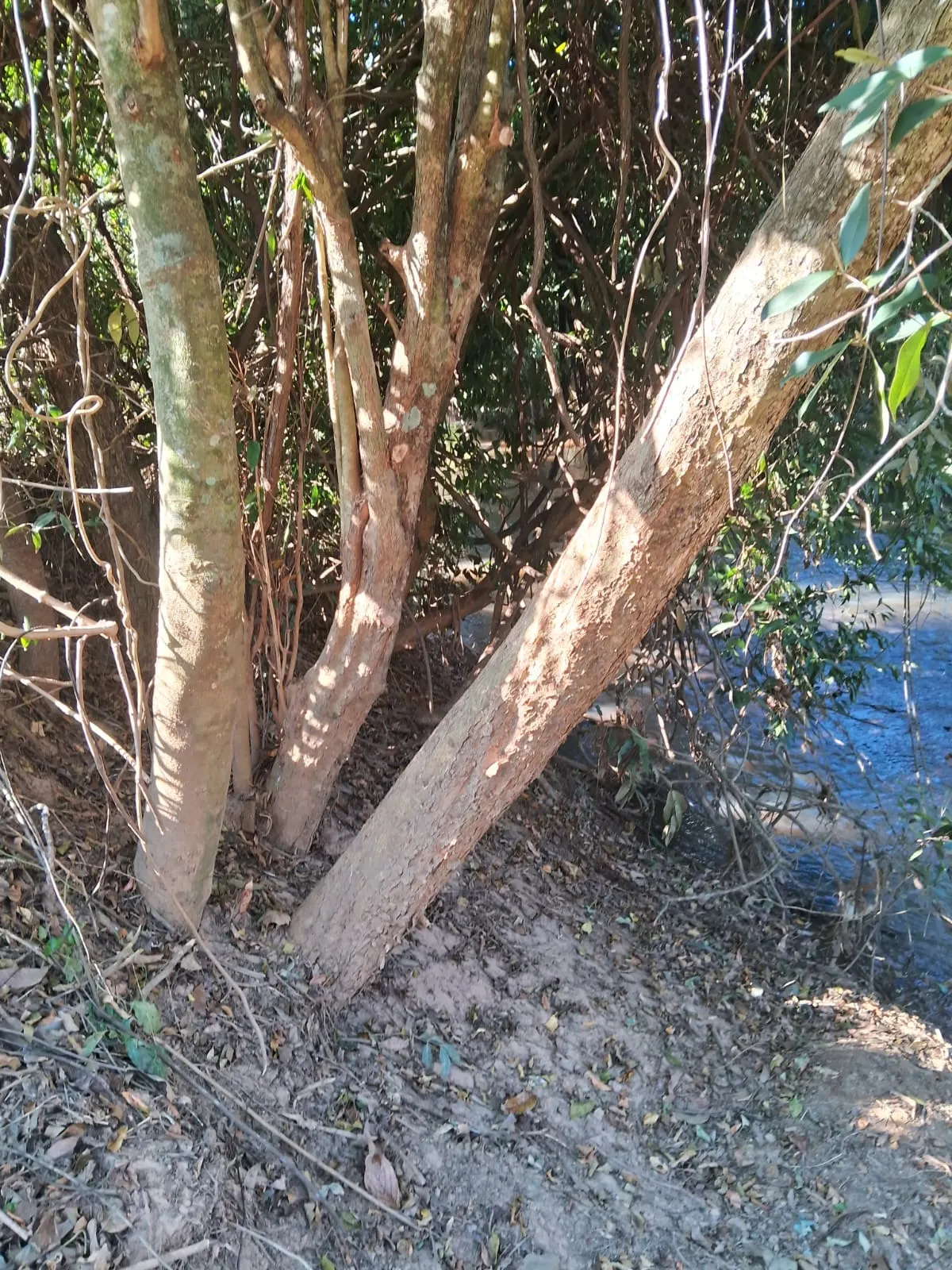Chácara à venda de 2.500 m² em Mogi Guaçu, SP, Brasil