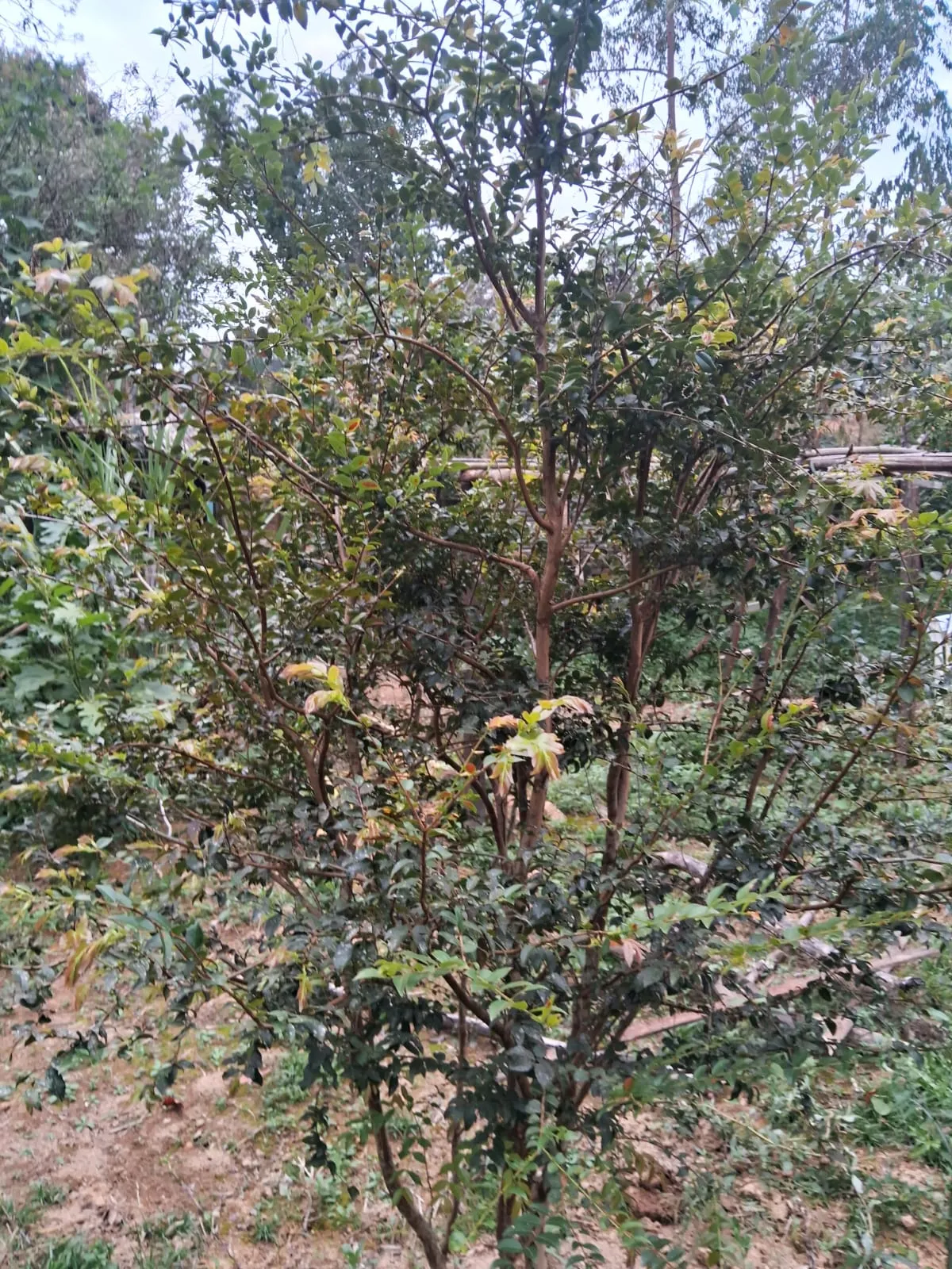 Chácara à venda de 2.500 m² em Mogi Guaçu, SP, Brasil