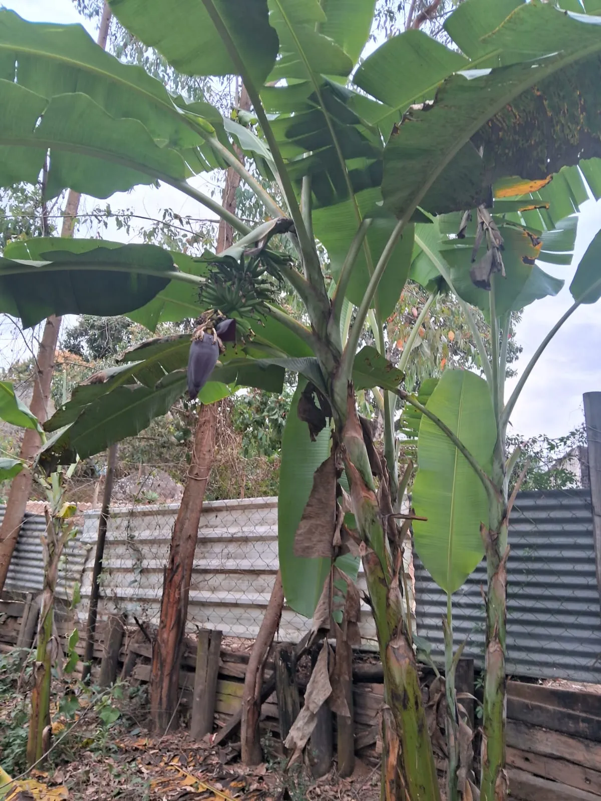 Chácara à venda de 2.500 m² em Mogi Guaçu, SP, Brasil