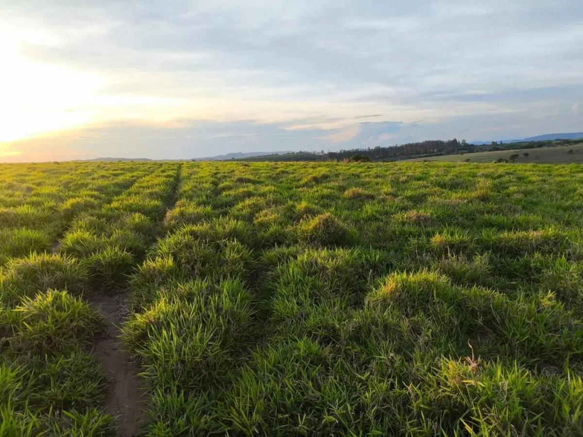 Fazenda à venda de 128 ha em Cássia dos Coqueiros, SP, Brasil