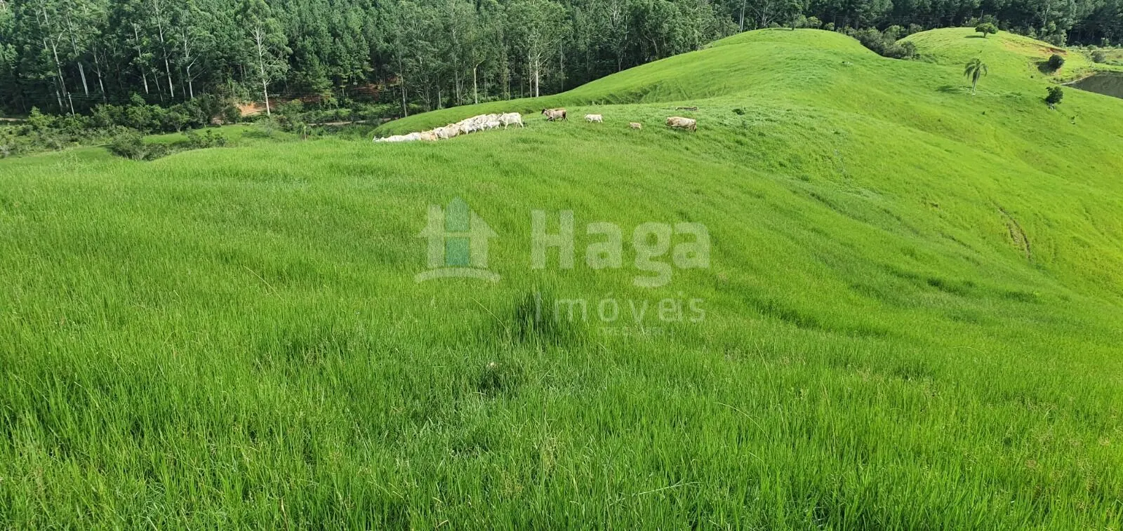Farm for sale of 158 acres in Imaruí, SC, Brazil