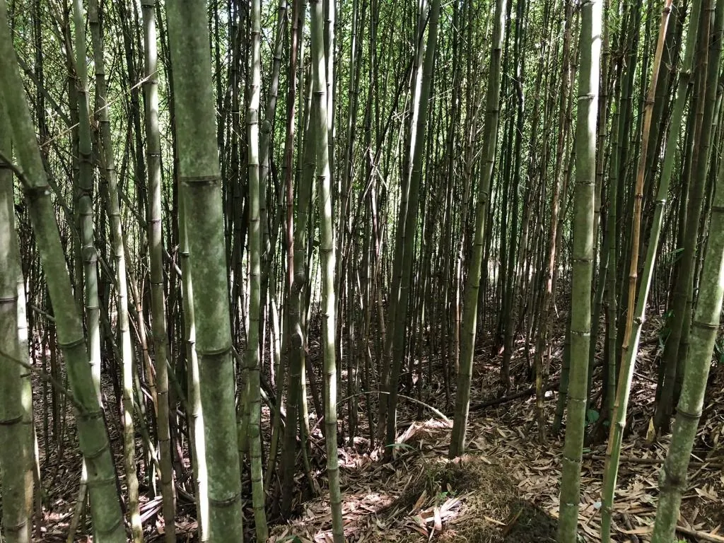 Terreno à venda de 10 ha em Jacareí, SP, Brasil