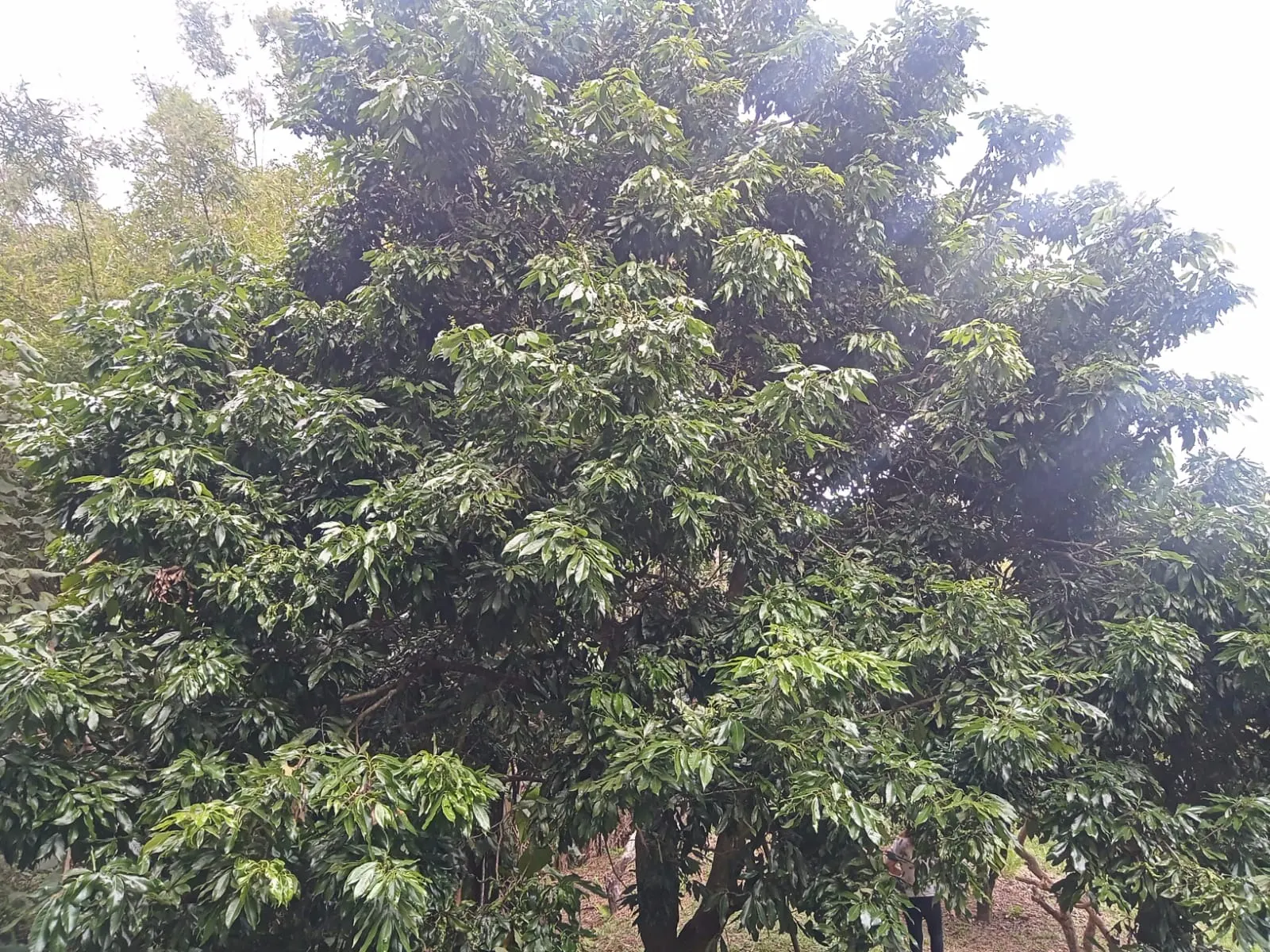 Chácara à venda de 5.800 m² em São José dos Campos, SP, Brasil