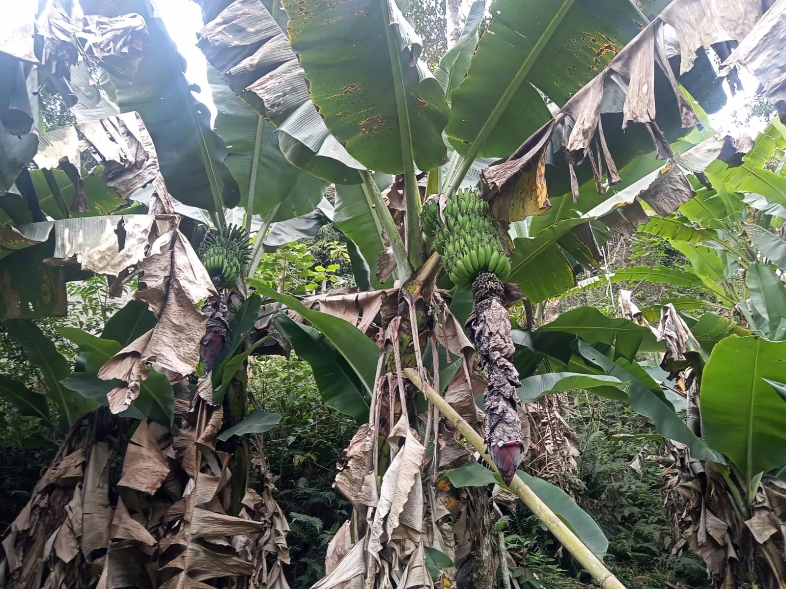 Chácara à venda de 5.800 m² em São José dos Campos, SP, Brasil