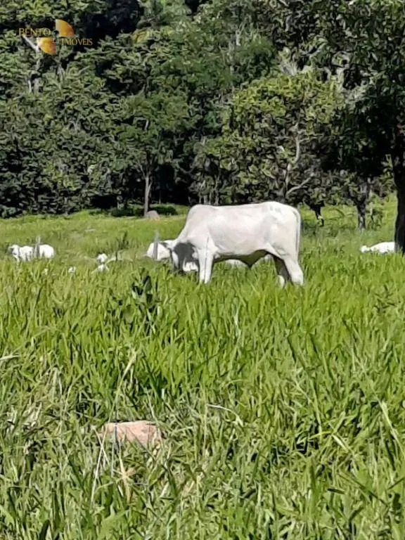 Fazenda à venda de 170 ha em São Vicente, SP, Brasil