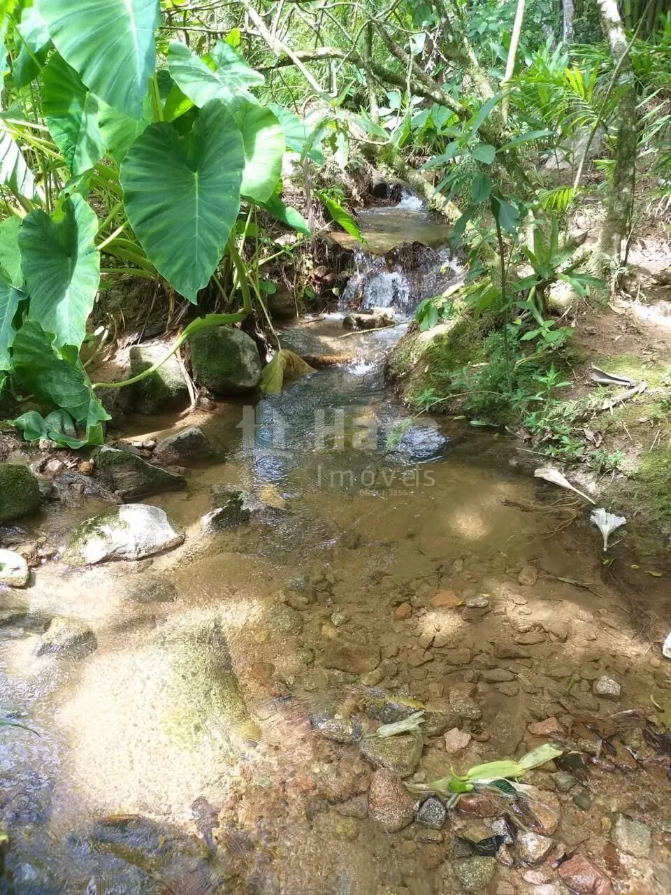 Terreno à venda de 26 ha em Angelina, SC, Brasil