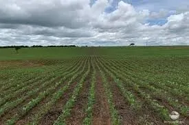 Fazenda à venda de 1.200 ha em Paranatinga, MT, Brasil
